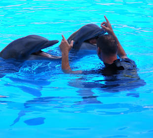 Delphin Show