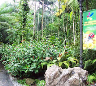Botanischer Garten Singapore