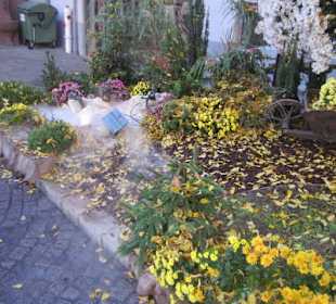 Chrysanthema Lahr