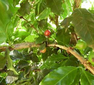 Kaffeekirschen