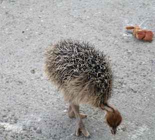 Straußenfarm Mhou Rülzheim