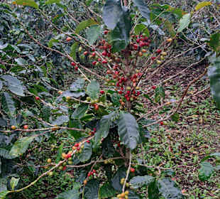 Nebelwald-Reservat Monteverde