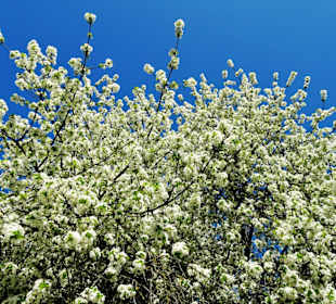 Obstbaumblüte im Georgengarten
