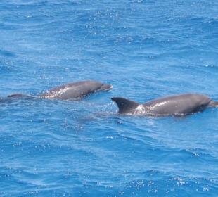 Delfine