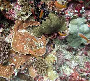 Tauchplatz "Madivaru Corner"