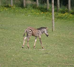 Zoo von Champrépus Normandie
