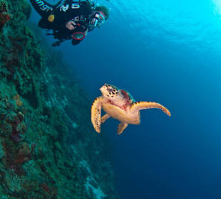 Tauchplatz Boca Sami