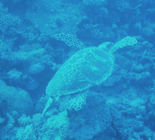 Schildkröte in der Bucht am Coral Sun Beach