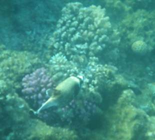 Schnorcheln Hurghada