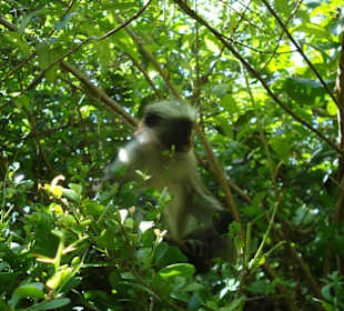 Colobus Affen im Jozani Wald