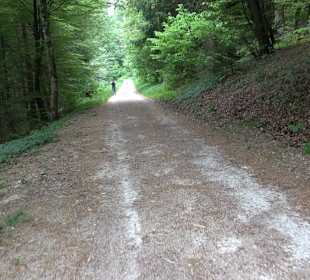 Waldlehrpfad in Tieringen