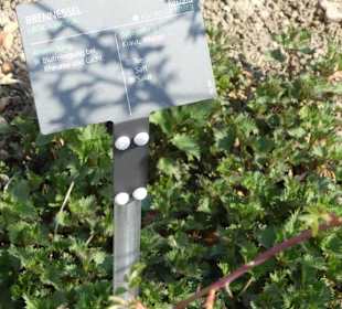 Erläuterungen der Kräuter