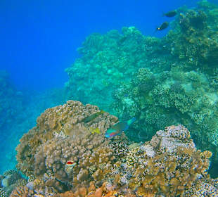 Schnorcheln Marsa Alam