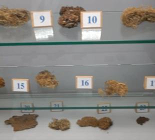 Natur- und Jagdmuseum