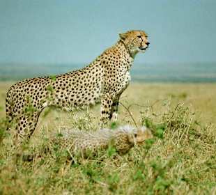Gepard