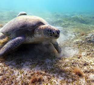 Grüne Meeresschildkröte