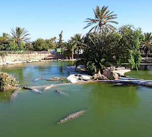 Ausflug in die gepflegte Krokodilfarm