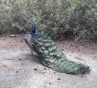 Pfau