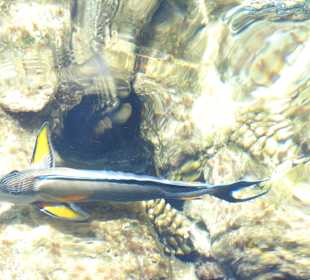 Fische bim Hotel am Riff