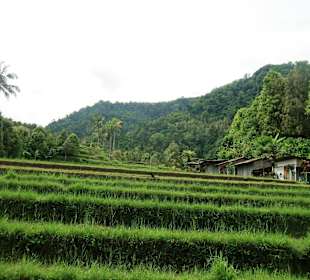 Rundreise mit Guide Wayan Pageh Reisfelder