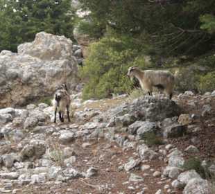 Die letzten Bewohner