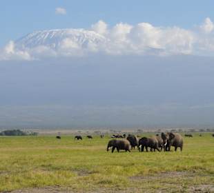 Amboseli