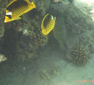 Fische