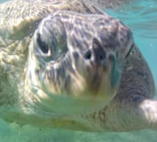 Schnorcheln Abu Soma