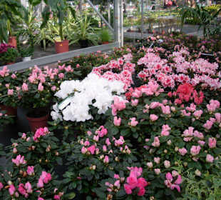 Frühlingsblumen
