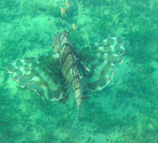 Fisch im Riff am Sensimar Makadi Hotel