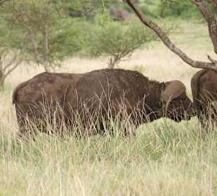 Safari