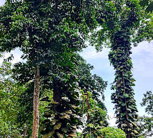 Parque Natural Obô do Príncipe