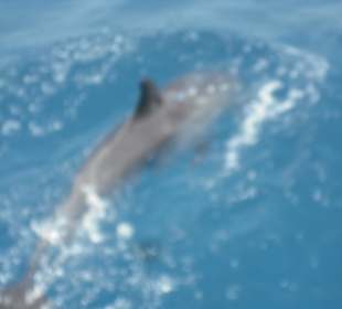 Bootstour mit Delphinen