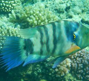 Besenschwanzlippfisch