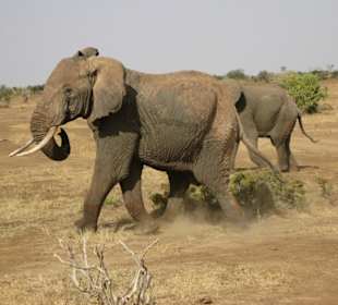 Safari Elefantenfam. unsern Weg gekreuzt