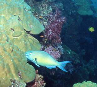 Tauchen bei den Similans