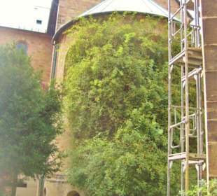 Der Rosenstock bedeckt vollständig die Chorapsis