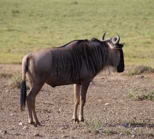 Tierwelt im Nationalpark