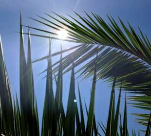 Sonne und Palmen satt in Psakoudia!