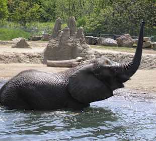 Elefant beim baden