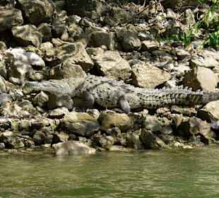 Krokodil