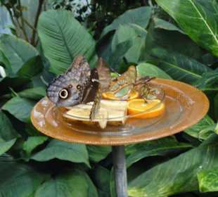 Insel Mainau 08/2017