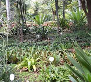 Im Jardín de aclimatación de La Orotava