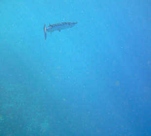Fisch