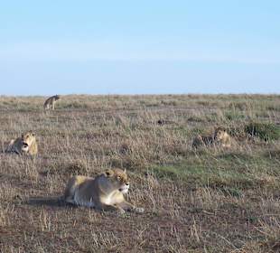 Löwen in der Masai Mara