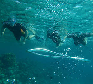 Delfinschwimmen