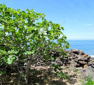 Impressionen von der Fajã dos Padres