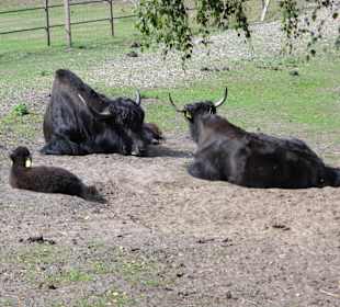 WildparkImpression September 2013