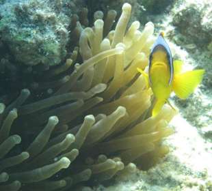 Fisch Nemo Clowns Fisch