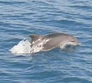 Delfine vom Schiff aus fotografiert